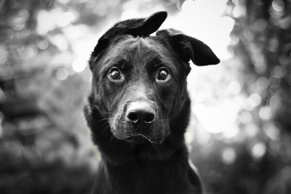 APK Download Without Play Store